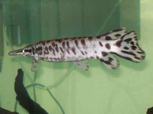 鱼类活化石:鳄雀鳝 鱼类活化石:鳄雀鳝