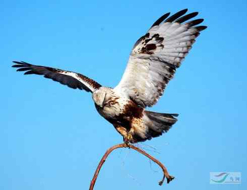 毛脚鵟休息一下