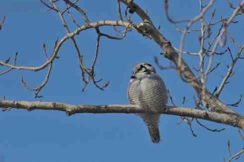 独自歌吟的小猛鸮