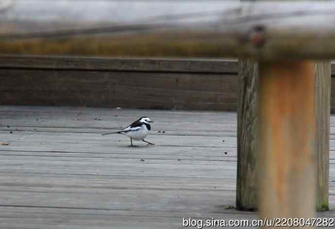 151.圣诞节送上12月份拍新鸟