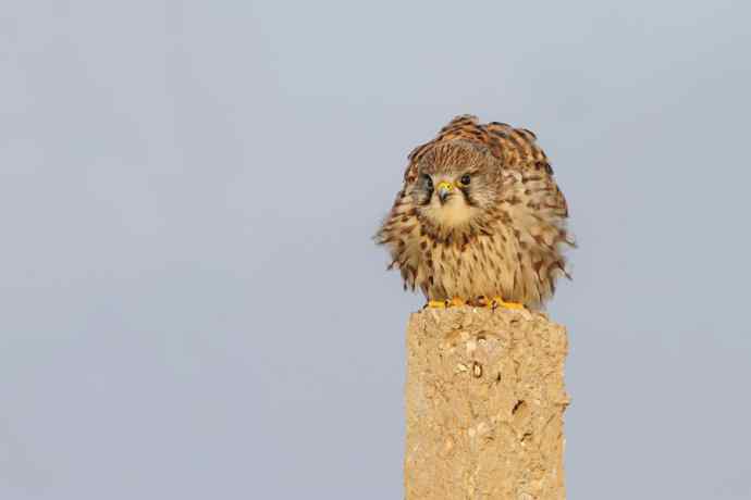 红隼与黑鹳（6P）