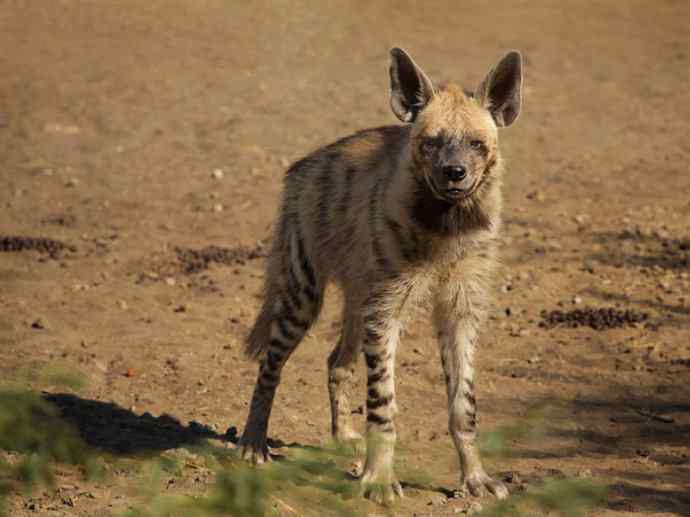 盘点十二大著名食蚁动物：土狼