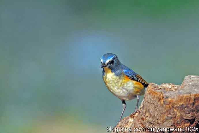 雄性红胁蓝尾鸲（33）