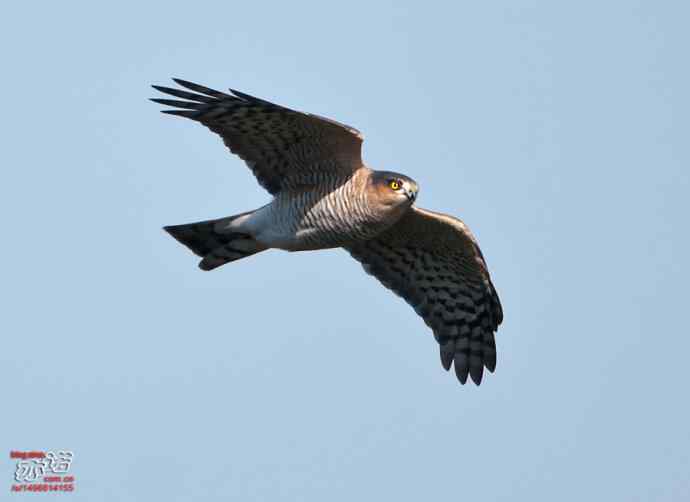 北京西山&nbsp;wbr路&nbsp;wbr金秋观猛