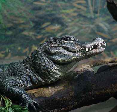 濒临绝种的动物资料大全