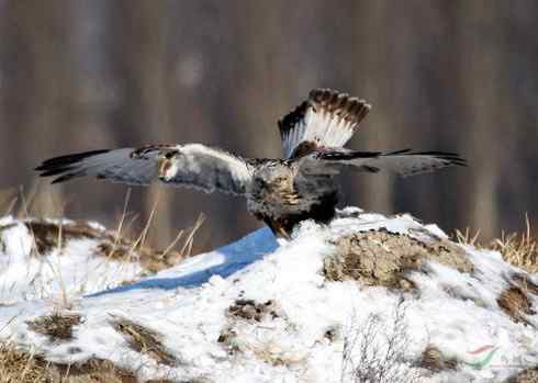 鵟的百变羽色——深棕型