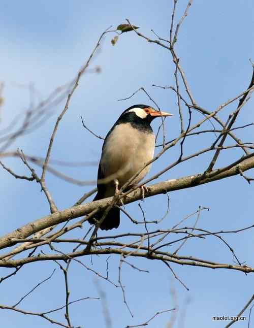 [组图]尼泊尔鸟类奇旺国家公园