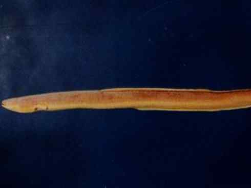 自然奇观:动物大迁徙(鳗鱼) 自然奇观:动物大迁徙(鳗鱼)