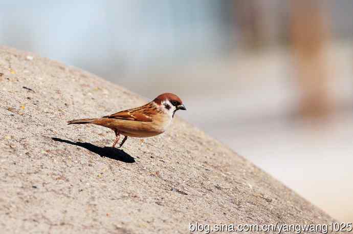 候鸟已过境,麻雀来当家 候鸟已过境,麻雀来当家