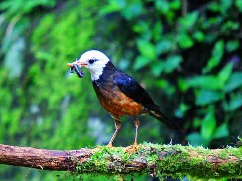 白头鸟系列:另类的美丽（岛鸫）