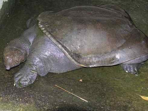 玄武：传说的兽原型探秘（鳖）