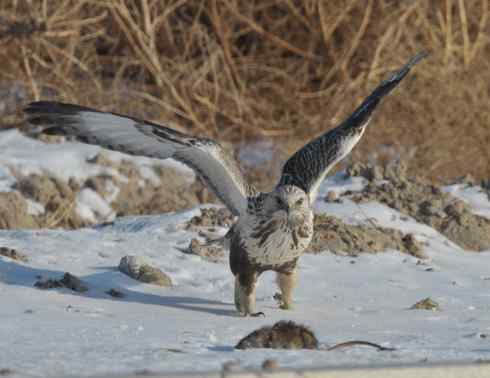[组图]大庆红旗水库的毛脚鵟