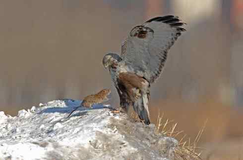 2008，鵟野之冬电视连续剧