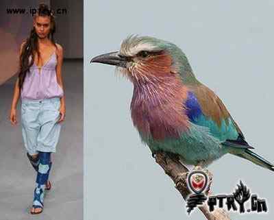 时装模特 VS 鸟儿模特