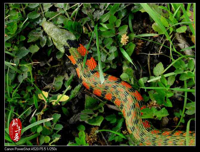 鸡冠蛇——虎斑颈槽蛇