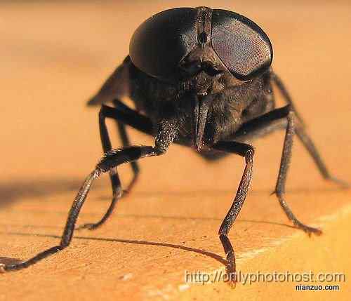 [组图]欣赏动物的眼睛