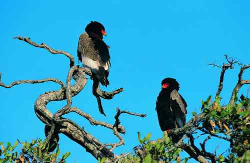 吃蛇的猛禽蛇雕——短尾雕 吃蛇的猛禽蛇雕——短尾雕