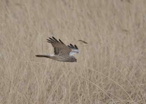 观赏猛鸮 红隼 白尾鹞