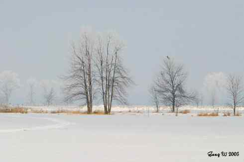 乌林鸮居住的环境