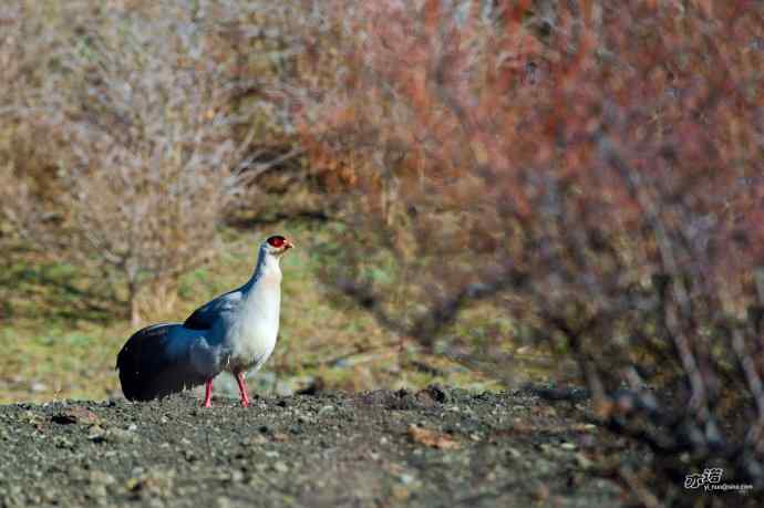 四月拍到九只鸡——白马鸡、白鹇、褐马鸡、高原山鹑、勺鸡、红腹锦鸡、白腹锦鸡、血雉、雉鸡