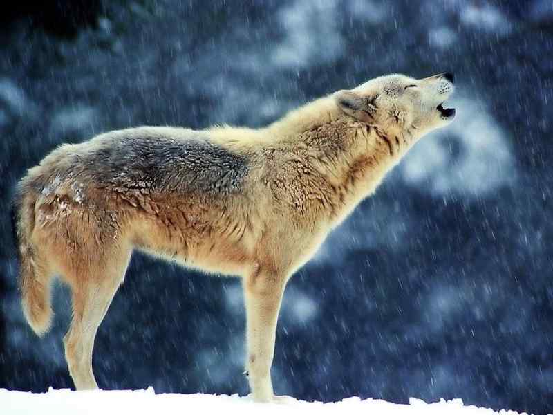 好看的动物图片(4) 好看的动物图片(4)