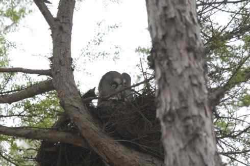 [组图]乌林枭妈妈