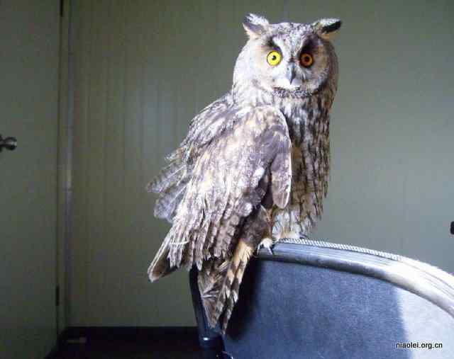 网友放生猫头鹰