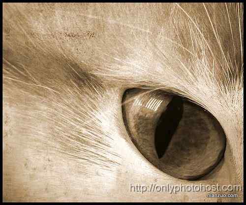 [组图]欣赏动物的眼睛