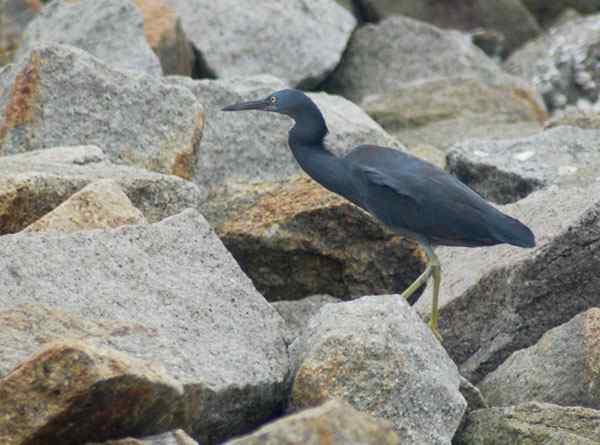 珠海独行（五）,收获岩鹭篇（组图）