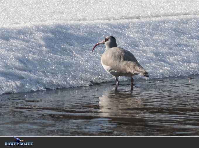 【新鸟】针尾鸭和白河湾的几只鸟