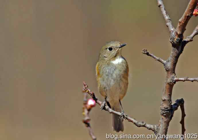 雌性红胁蓝尾鸲(39)