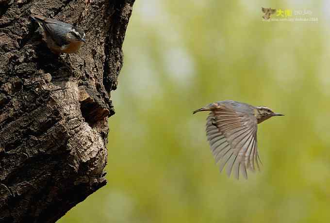 黑头鳾：放飞春天
