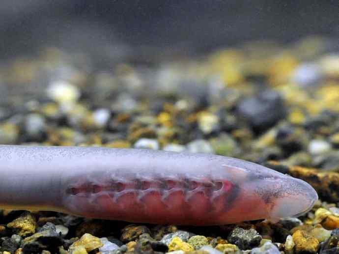 鱼类活化石：七鳃鳗