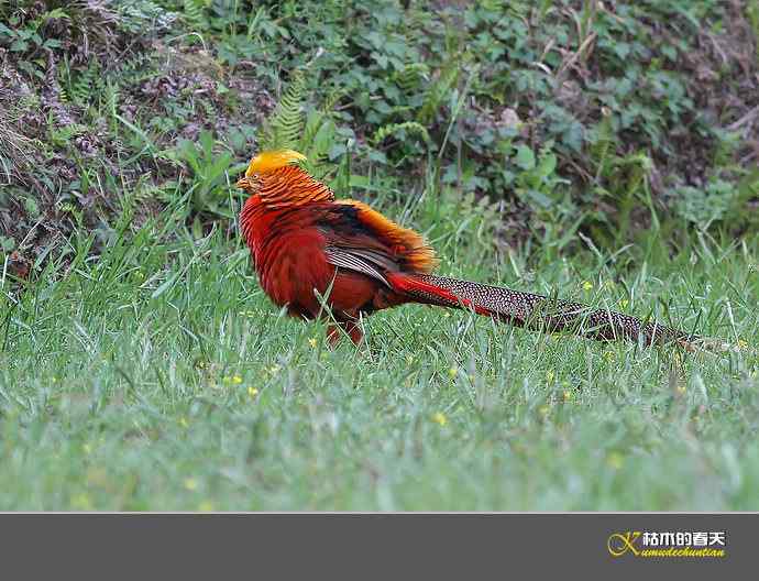 凤凰传说鈥斺敽旄菇跫