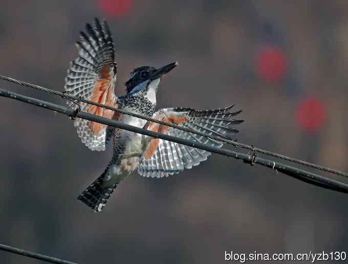 冠鱼狗——专业级的猎鱼高手【组图，10张图片】