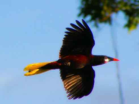 奇特的盔:拟椋鸟 奇特的盔:拟椋鸟