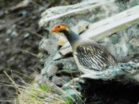 家禽驯化之源之十 家禽驯化之源之十