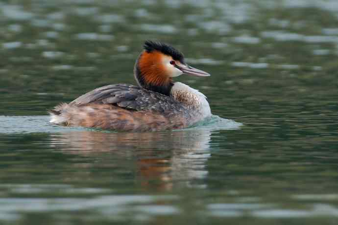 晨拍凤头鸊鷉 晨拍凤头鸊鷉