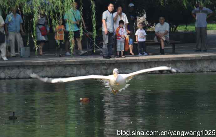 再拍大鹈鹕 wbr3 再拍大鹈鹕 wbr3