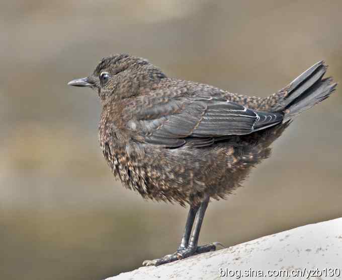 十渡首拍褐河乌