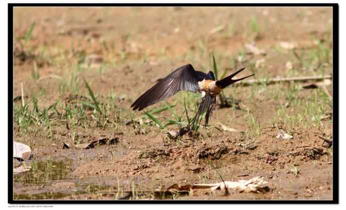 金腰燕衔泥筑巢
