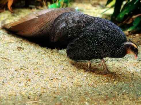 凤凰:传说中的鸟原型探秘(大眼斑雉) 凤凰:传说中的鸟原型探秘(大眼斑雉)