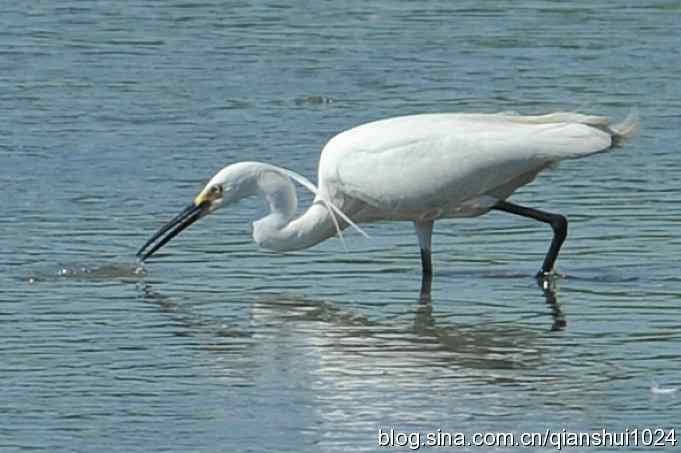 凌波仙子.白鹭海滨写真(北戴河)