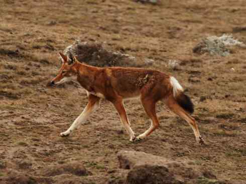 犬科：犬亚科犬属之西门豺、侧纹豺（胡狼类）