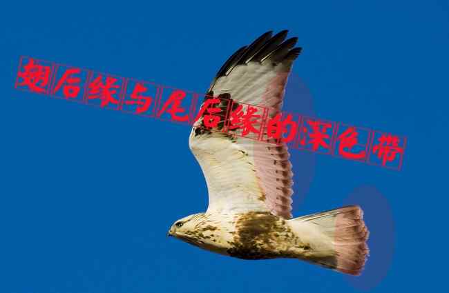 毛脚鵟 猛禽大全——中国东部地区27种迁徙类猛禽辨识