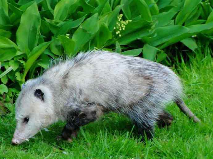 犬科：狐亚科灰狐属之灰狐、岛屿灰狐