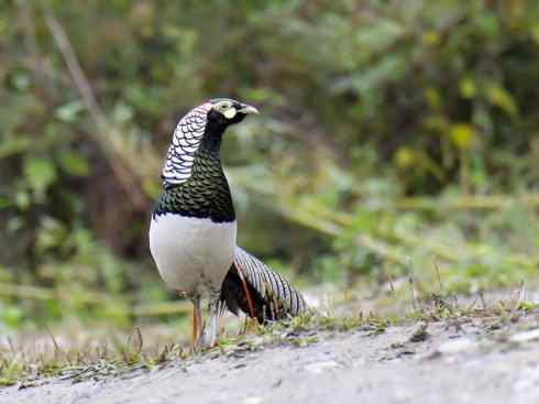 凤凰：传说中的鸟原型探秘（锦鸡）
