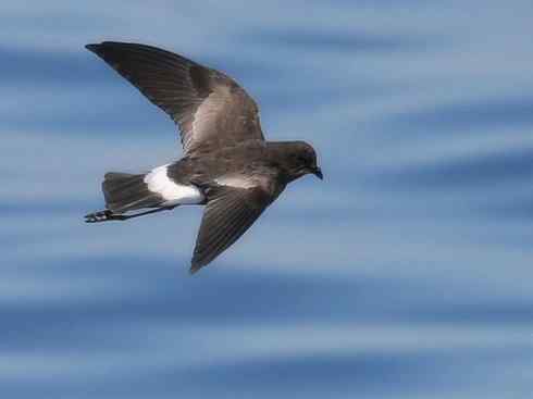 奇特的盔:雪海燕 奇特的盔:雪海燕