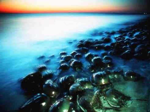 自然奇观:动物大迁徙(鲎)