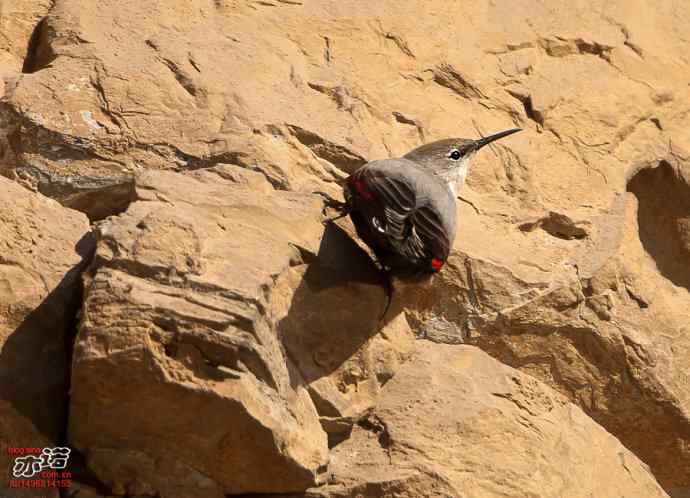 北京十渡 wbr路 wbr红翅旋壁雀 北京十渡 wbr路 wbr红翅旋壁雀